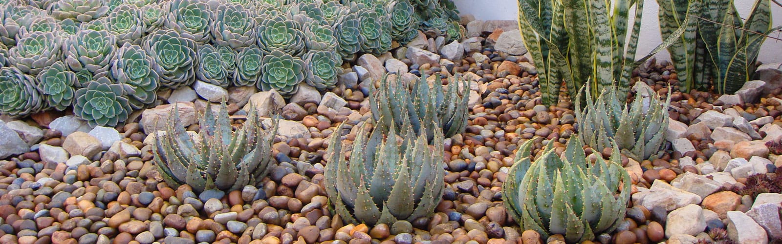 water wise garden landscaping